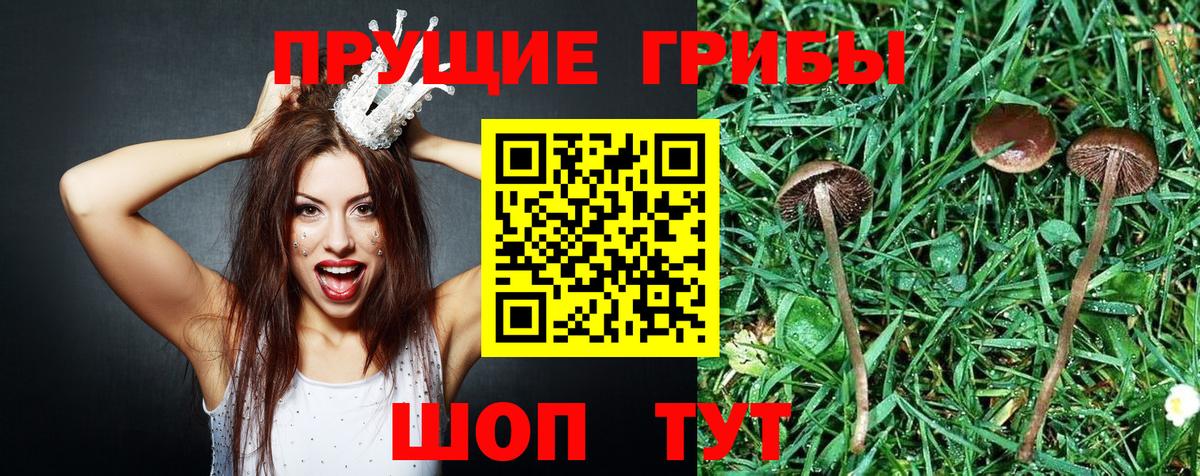 Псилоцибиновые грибы Psilocybine cubensis  Вход с VPN  Галлюциногенные грибы Cubensis  Орехово-Зуево 
